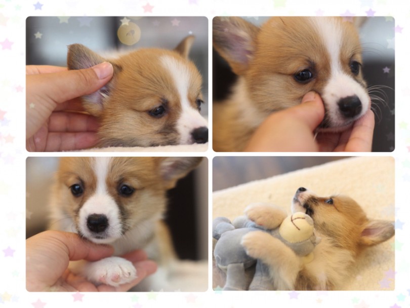 子犬の頃から苦手な部分をたくさん触ってあげることが大事 | ウェルシュコーギーペンブローク (11628) - 白楽店