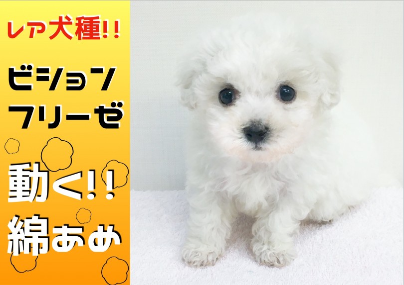 【 ビションフリーゼ 】動く綿あめ!!理想的なお顔立ちとボリューム満点な被毛は横浜でNO.1!
