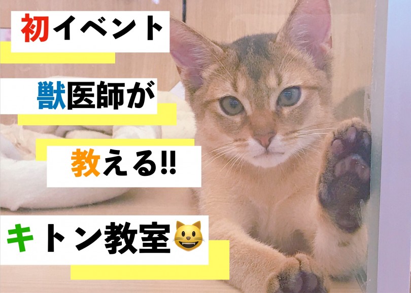 【 大倉山店イベント告知 】初の試み!!獣医師が教えるキトン教室!!