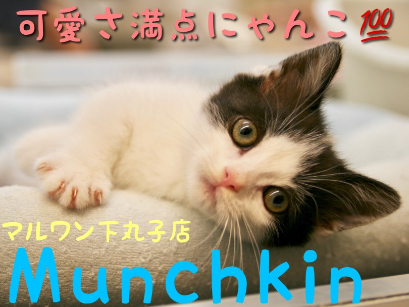 【 マンチカン 】左右対称の美しいハチワレ！さらに短足で可愛さ満点にゃんこ！