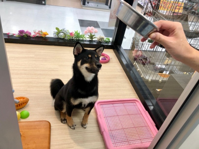 完全に「お座り」習得出来てます | 柴犬 （119140） - 梅島店