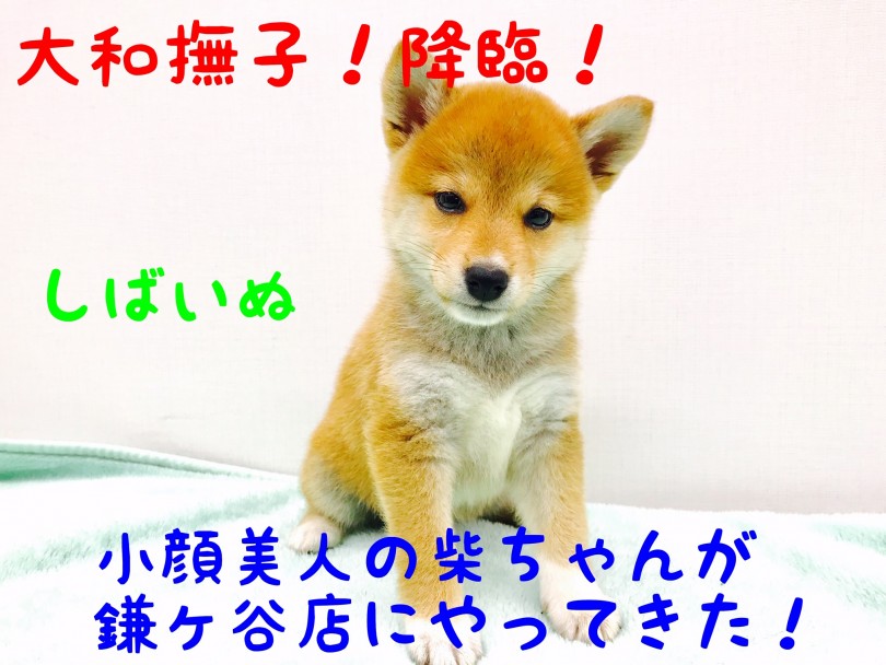 【 柴犬 】まさに大和撫子！小顔で美人な柴ちゃん降臨！！