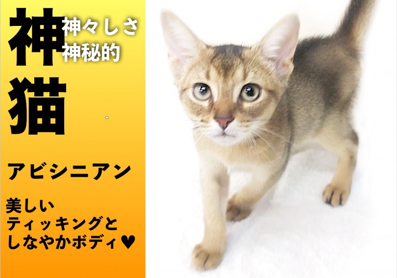【 アビシニアン 】神猫が横浜・大倉山店に降臨!!クールに見えて遊び好きな超甘えん坊さん!!