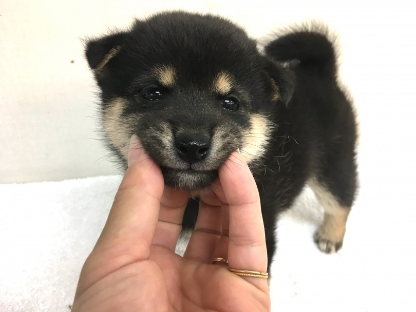 柴犬の中でも唯一の麻呂眉 | 豆柴 （6130805） - 大倉山店