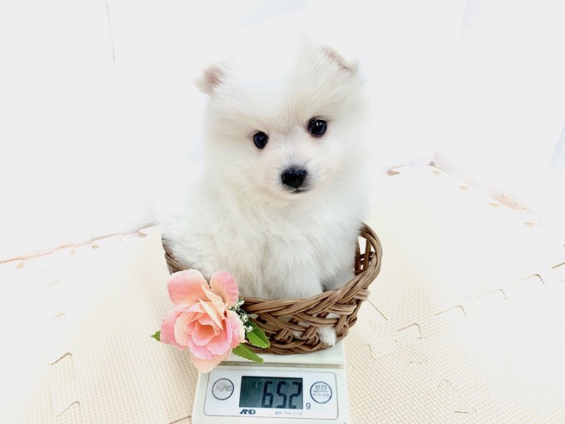 生後50日時点での体重は652 | スピッツ （814526） - 相模大塚店
