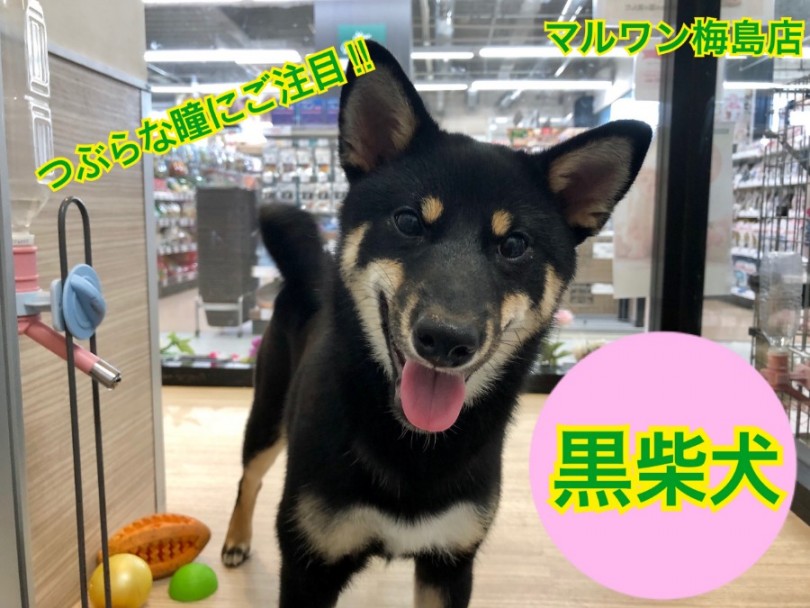 【 柴犬 】つぶらな瞳と滑らかな触り心地の極上な被毛に大注目！