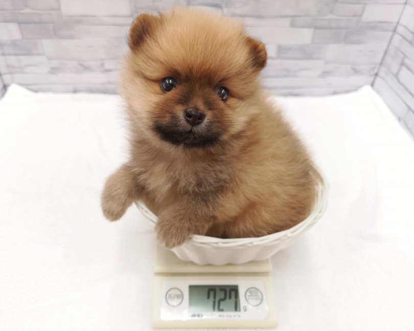 成犬時の予想体重は3kg前後 | ポメラニアン （412787） - さいたま 武蔵浦和店