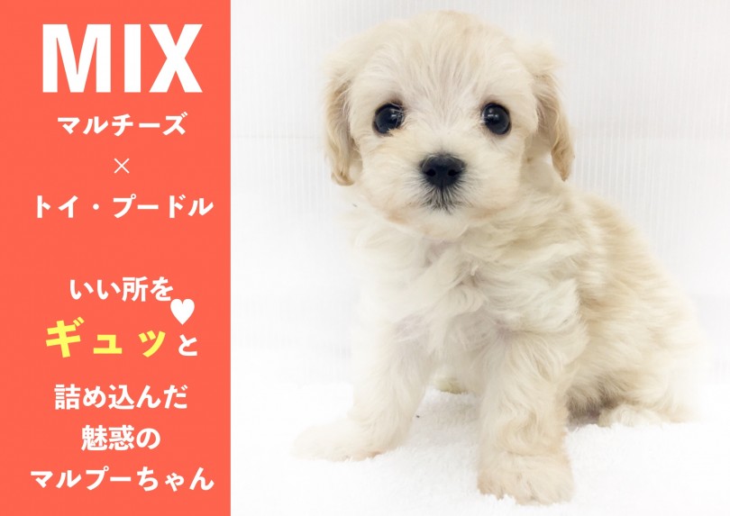 【 MIX 】いい所をギュッと詰め込んだ魅惑のマルプーちゃん‼