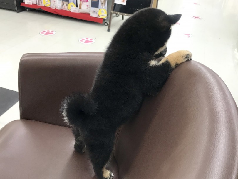 お外の世界に興味津々 | 柴犬 （914465） - 志村坂下店