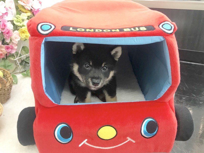 可愛すぎる運転手さん | 柴犬 （914465） - 志村坂下店