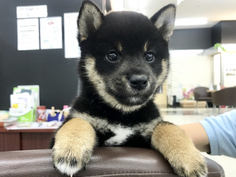 抱っこ好きに成長中 | 柴犬 （914465） - 志村坂下店