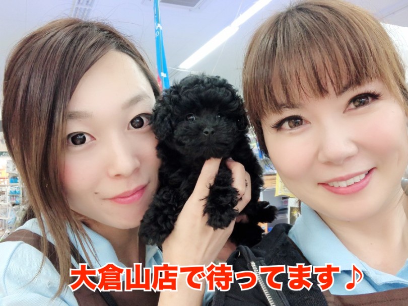 大倉山店で待ってます！ | トイ・プードル （6130800） - 大倉山店