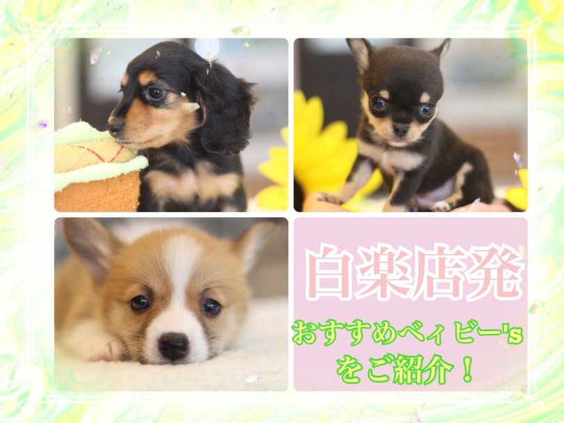 【 白楽店パピーまとめ 】極小チワワ・W.コーギー・K.ダックスをご紹介！