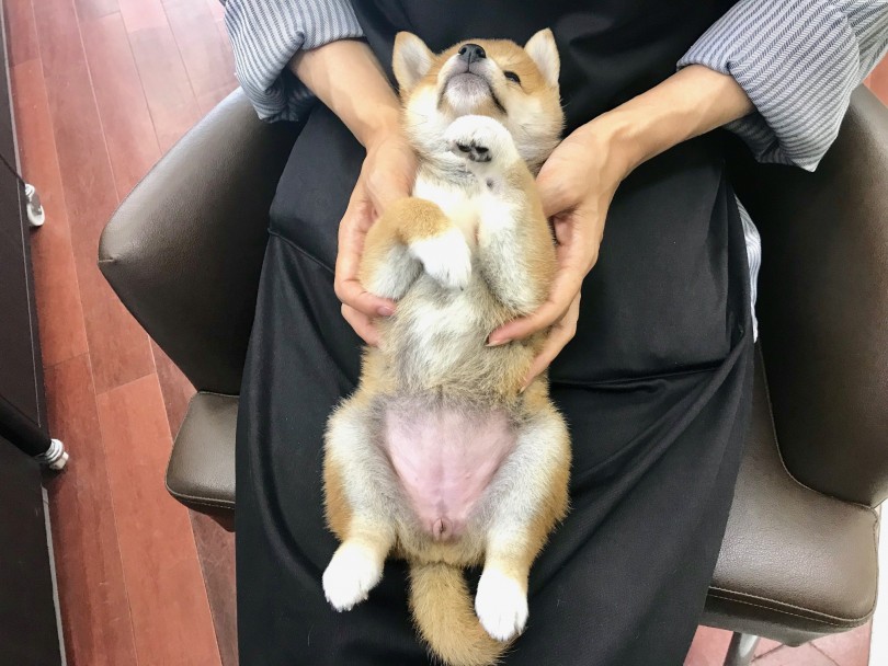 柴ちゃんとしておきたいトレーニング ホールドスチール | 柴犬 （117203） - 鎌ヶ谷店