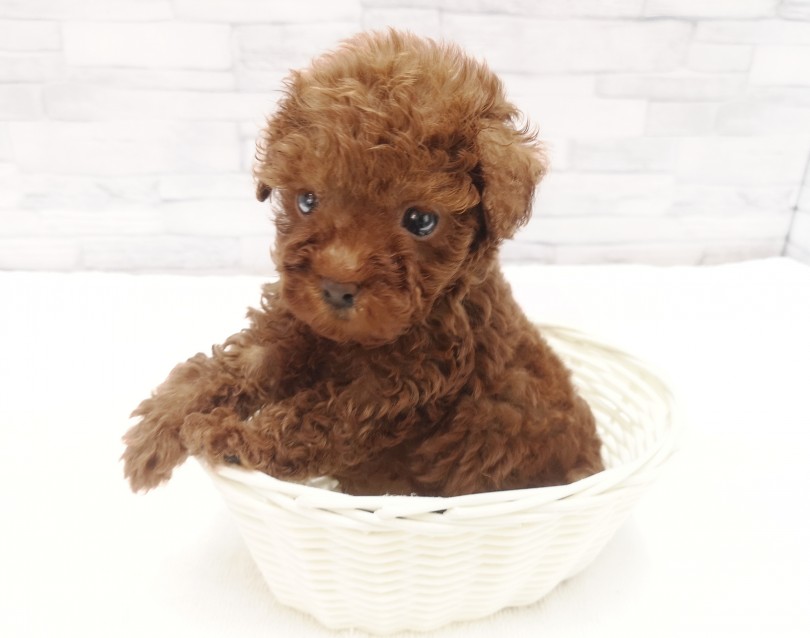 成犬体重が3kg以下のタイニーサイズ | トイ・プードル （412789） - 武蔵浦和店