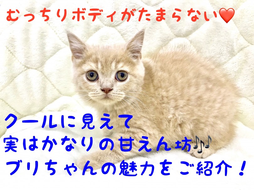 【 ブリティッシュショートヘア 】クールに見えて超甘えん坊！丸いフォルムの癒し系！