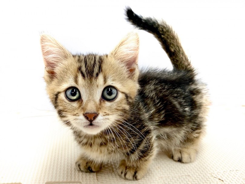 マンチカン・ベンガル・オリエンタルを掛け合わせた猫種 | ジェネッタ （814527） - 相模大塚店
