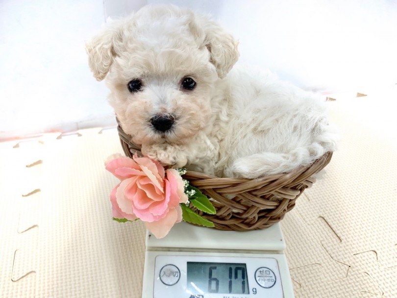 生後50日での体重は617g | MIX （814524） - 相模大塚店