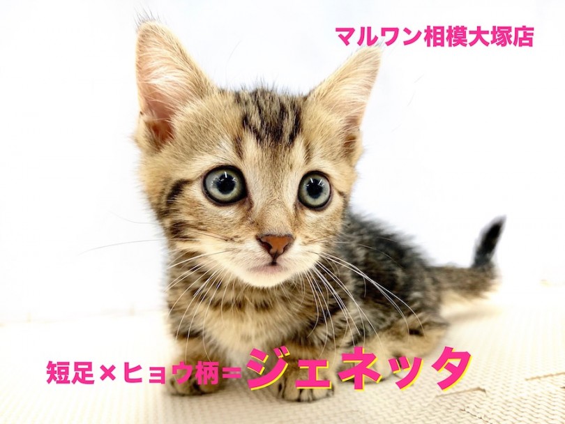 【 ジェネッタ 】2018年に日本に初上陸の短足とヒョウ柄の超レアキャット！