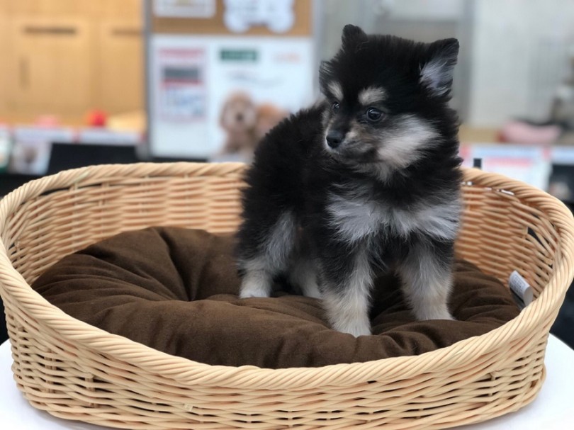 イギリス王室でも愛された犬種 | ポメラニアン （311870） - 港北ニュータウン店