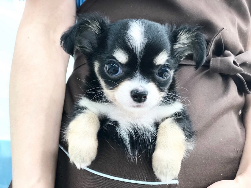 港北NT店でも安定の人気犬種 | チワワ （311874） - 港北ニュータウン店