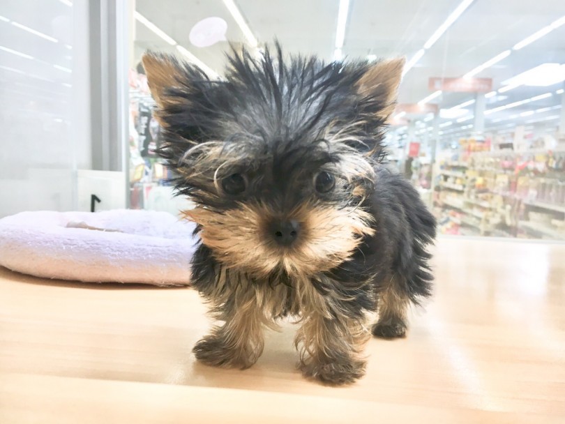 城山店の大人気犬種 | ヨークシャーテリア （118357） - 城山店