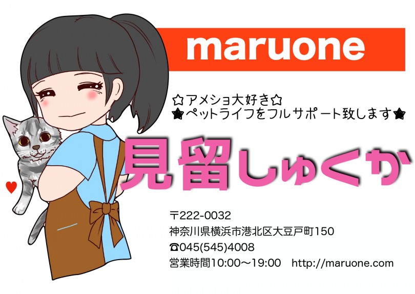 イチオシアメにゃんとお待ちしております!! | アメリカンショートヘア （6130788） - 大倉山店