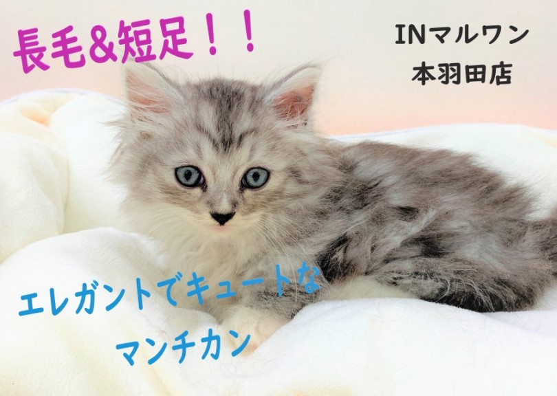 【 マンチカン 】エレガントな長毛とキュートな短足の癒し系！