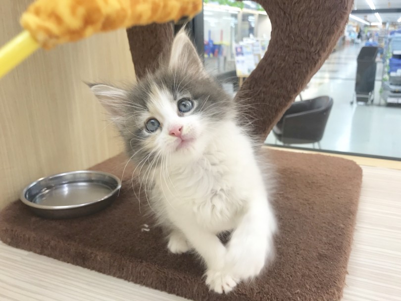 まじで猫パンチする5秒前 | サイベリアン （914476） - 志村坂下店