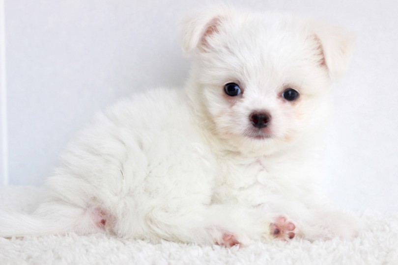 両親の良いところ取りのチワマルくん | MIX犬 （11633） - 横浜 白楽店