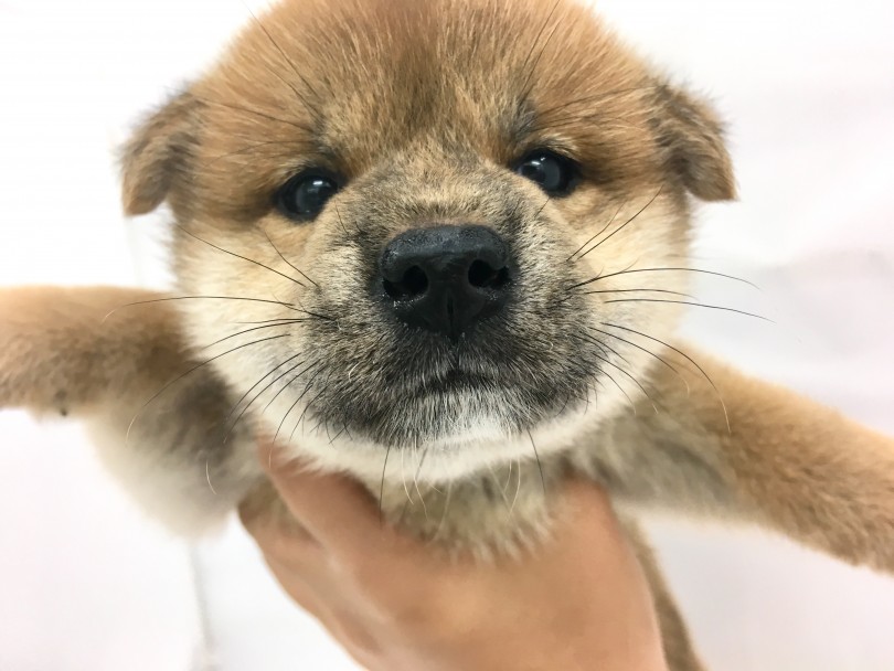 綺麗な丸顔に垂れたお耳 | 柴犬 （713639） - 鶴見店