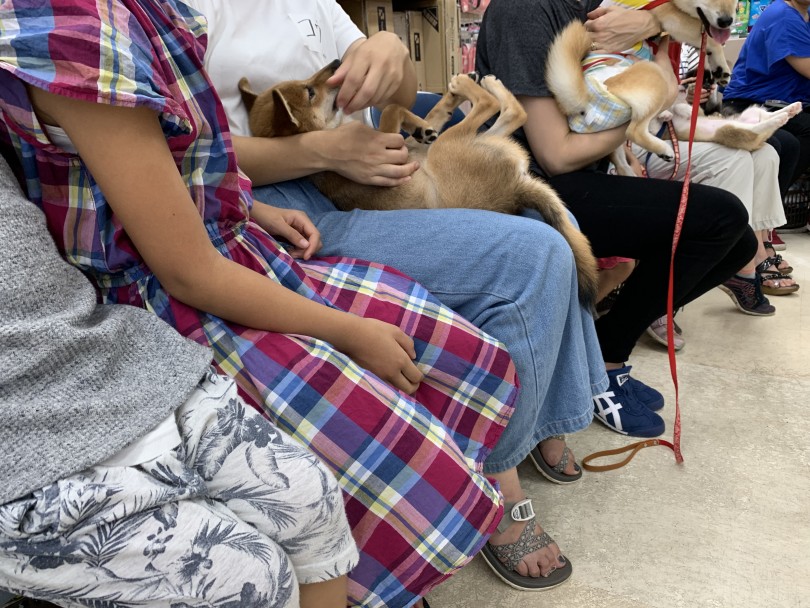 ゴローンポーズが出来たら、今度はその状態で体のいろんな所を触ってあげましょう | 7月17日開催 パピー教室 - 高井戸店