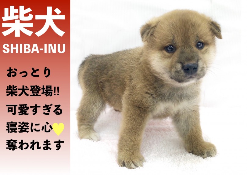 【 柴犬 】おっとり柴犬登場‼可愛すぎる寝姿に心奪われます♪