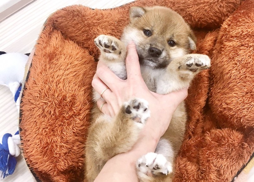 おっとりで人が大好きな性格 | 柴犬 （713639） - 鶴見店