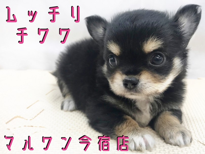 【 チワワ 】癒されたい方必見！小さめ・ドワーフ・童顔のおっとりガール！