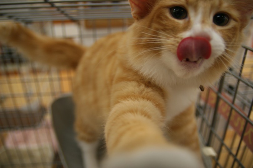 お腹いっぱいで満足 | ノルウェージャンフォレストキャット （116317） - 下丸子店