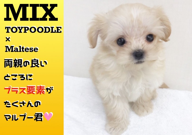 【 MIX 】アプリコット＆ドワーフ系の大人気マルプーが登場！