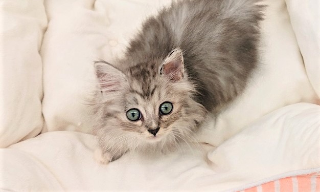 子猫特有のうっすらと柔らかいタビー | マンチカン （512602） - 本羽田店