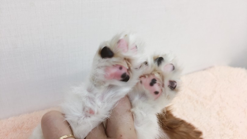 個性が光る ピンクと黒のマーブル模様の肉球 | キャバリア・キングチャールズ・スパニエル （6130810） - 大倉山店