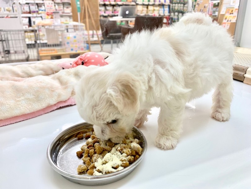 ご飯はしっかり食べます | ビションフリーゼ （814536） - 相模大塚店