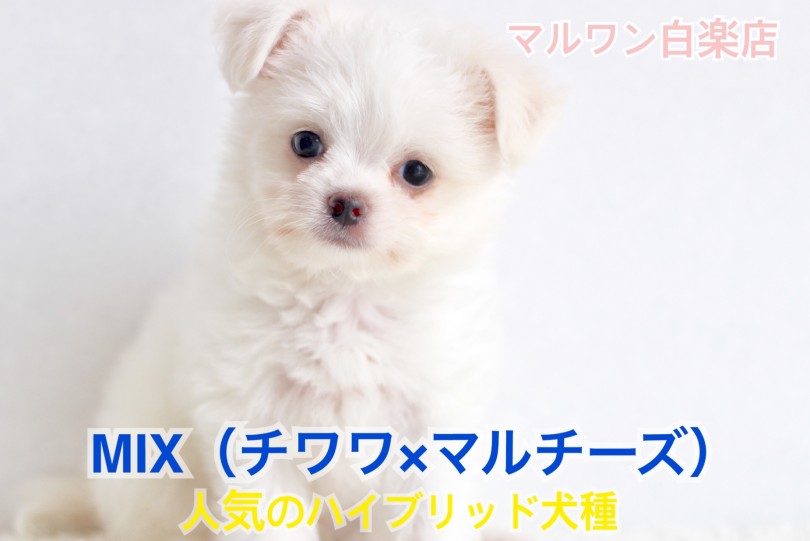 【 MIX犬 】チワワ×マルチーズの愛らしさを詰め込んだ至極のベイビー！