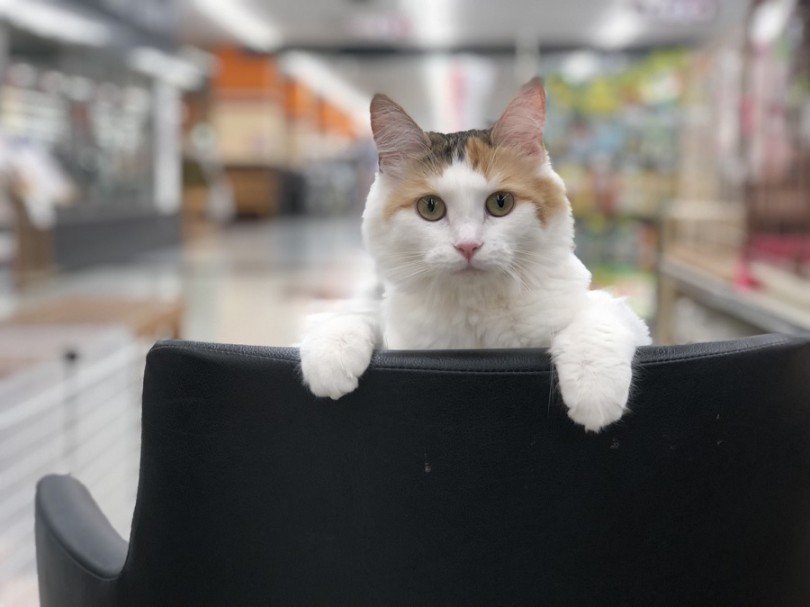 猫さんとのスタートはマルワンで！ | ノルウェージャンフォレストキャット （311820） - 港北ニュータウン店