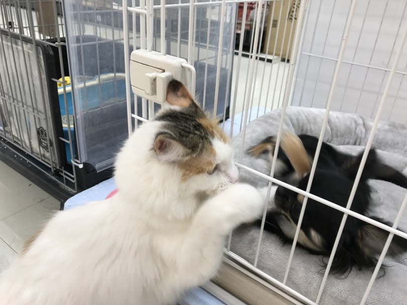 優しくて温厚な性格なので、小さなお子様のいるお家でもオススメの猫 | ノルウェージャンフォレストキャット （311820） - 港北ニュータウン店
