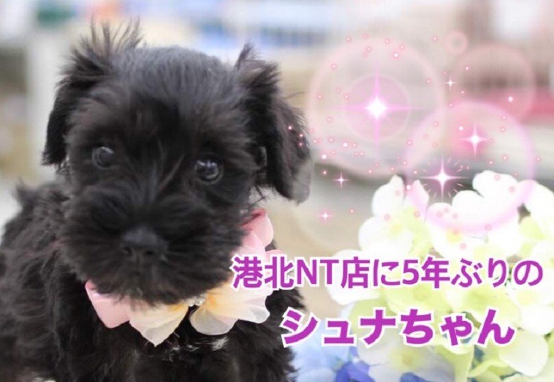 【 ミニチュア・シュナウザー 】シックでなカラーのオシャレなシュナちゃん！