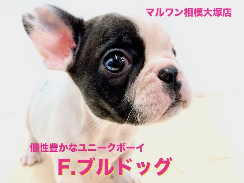 【 フレンチブルドッグ 】笑って生活したいアナタにピッタリなユニークな相棒！