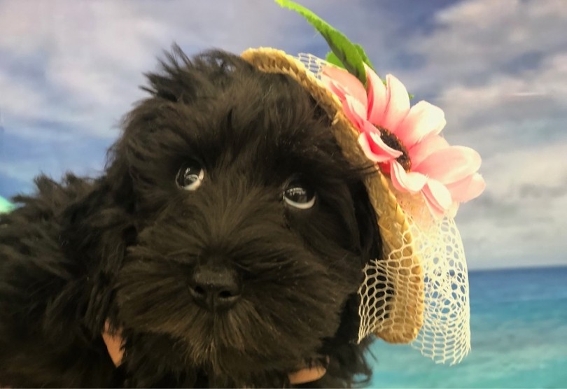 魅力たっぷりのシュナちゃんに会いにいらしてください | ミニチュア・シュナウザー （311875） - 港北ニュータウン店