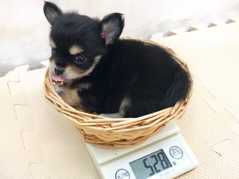 成犬時は2.5kg前後の予想 | チワワ （120184） - 今宿店