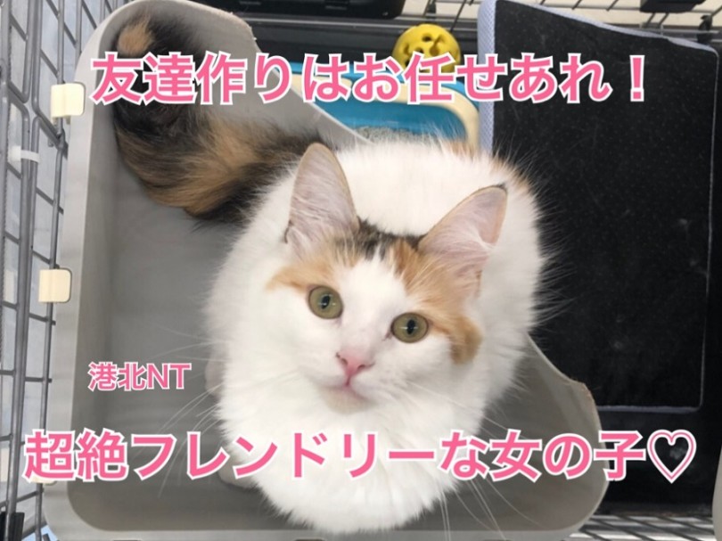 【 ノルウェージャンフォレストキャット 】お友だち作りはお任せあれ！超絶フレンドリーな女の子！