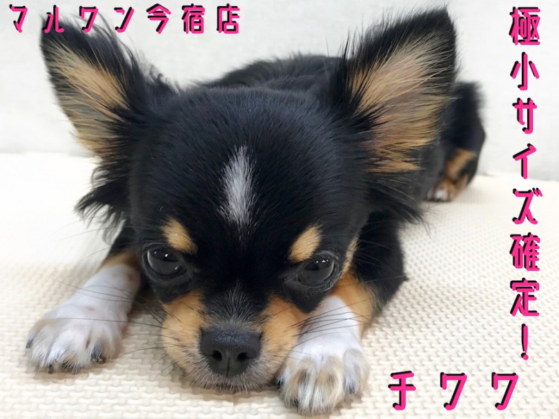 【 チワワ 】生後8ヶ月で1.8kg！猫ちゃんの相棒になれる社交的甘えん坊！