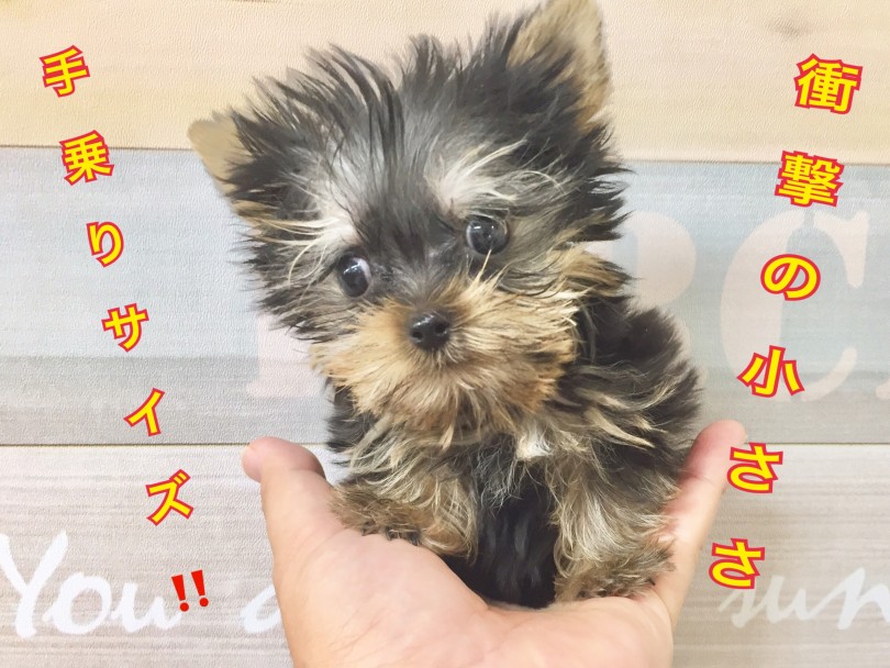 【 ヨークシャーテリア 】 城山店の人気者！超ミニサイズプリンス！